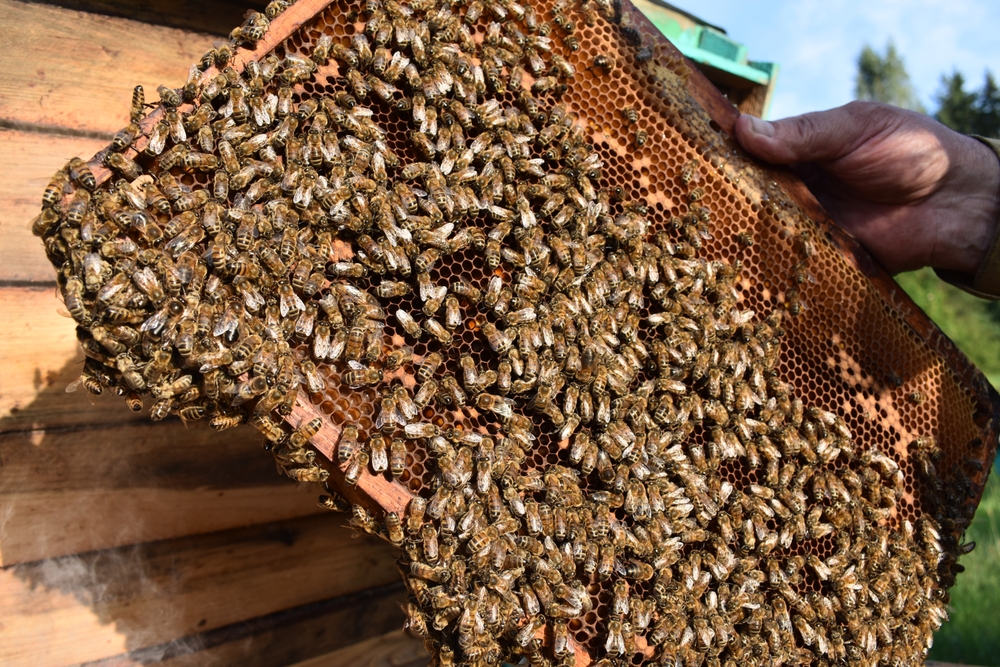 aprende a detectar la enjambrazón